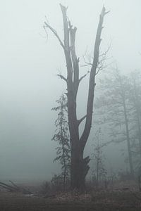 vieil arbre dans le brouillard sur Marc-Sven Kirsch