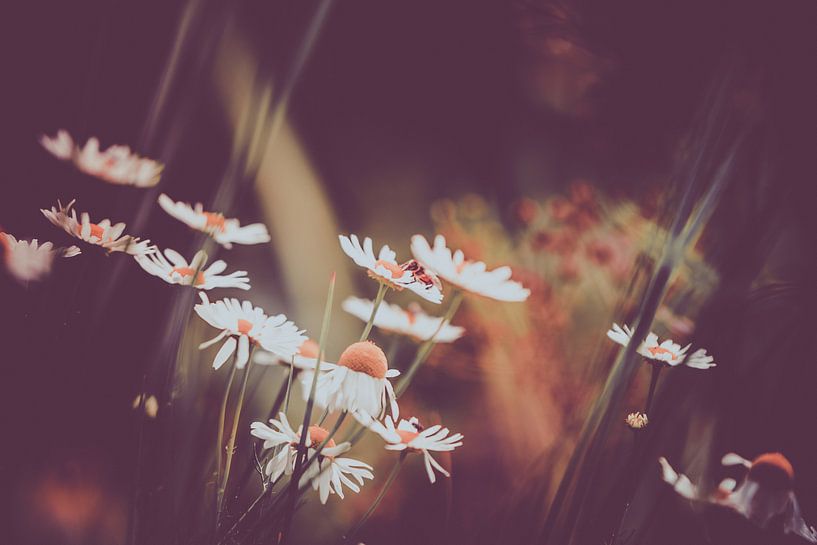flowers by michel nolsen
