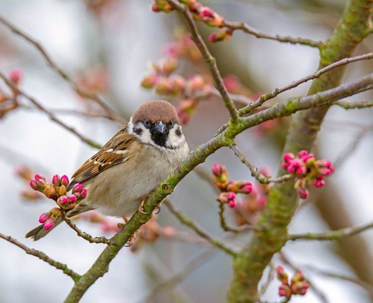 Un moineau assis sur une branche par ManfredFotos