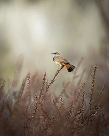 Blue-throated Warbler by Tom Zwerver