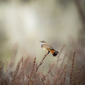 Blaukehlchen von Tom Zwerver
