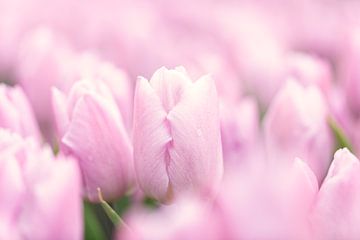 Pink tulips in soft setting by KB Design & Photography (Karen Brouwer)