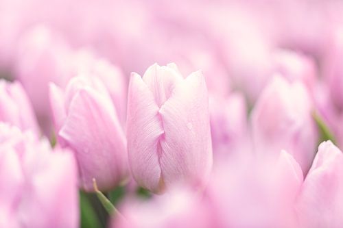 Roze tulpen in zachte setting