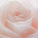 Pastel pink rose in close-up by Emajeur Fotografie thumbnail