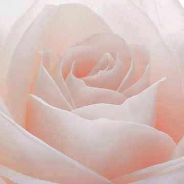 Rose pastellrosa - close-up