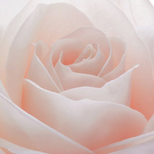 Pastel pink rose in close-up by Emajeur Fotografie