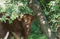 Schotse hooglander kalf