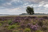 Début de matinée sur la lande de Ginkel