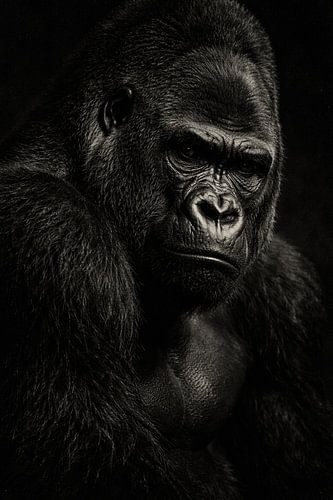 Schwarz-Weiß-Porträt eines Gorillas – pure Kraft und stille Intensität