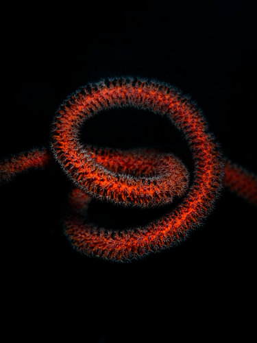 Junceella juncea (Rote Seepeitsche)