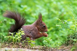 Squirrel by Merijn Loch