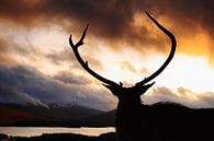 Highland Stag - Weißlippenhirsch von Graham Forrester Miniaturansicht