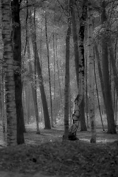 Through the trees black and white by Niek Traas