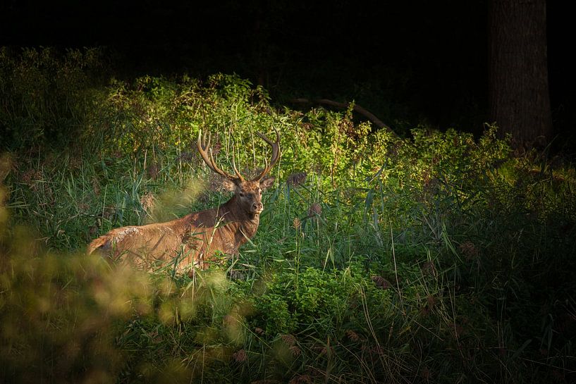 Red deer by Special Moments MvL