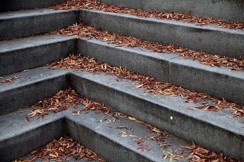 Nature morte réelle - escaliers avec des feuilles