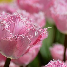 Roze tulp met gekartelde randen van Patricia Leeman