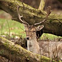 Beautiful fallow deer with beautiful antlers.
