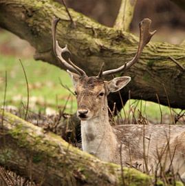 Prachtig damhert met mooi gewei. van Wendy Hilberath