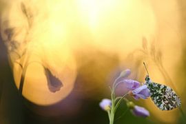 Spongieuse à gorge orange avec des fleurs de Whitsunday sur Wessel Veenbrink