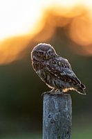 Steenuil in de avondzon
