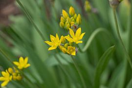 Geel bloempje by Lisenka Pauw