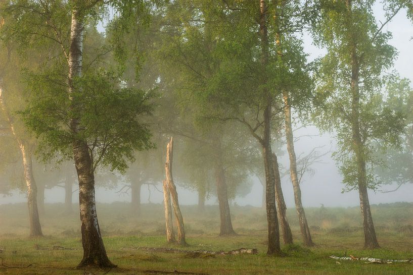 Birches In The Mist by Ellen Borggreve