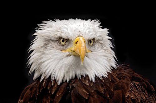 Schwarzes Foto Seeadler