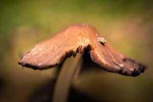 champignon cassé sur Tania Perneel