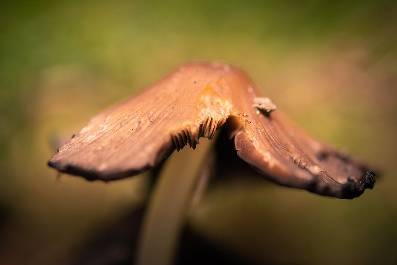 champignon cassé par Tania Perneel