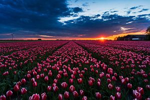 Sonnenuntergang Tulpenfeld von Rick Kloekke