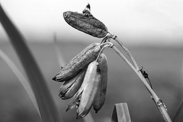 Déclin de l'été #2 sur Floris Kok