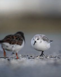 Sanderling