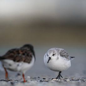Sanderling von Tom Zwerver