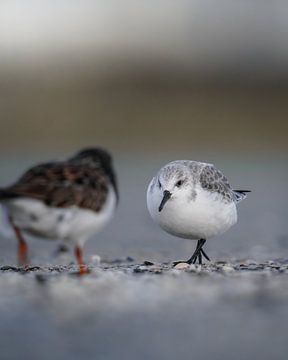 Sanderling