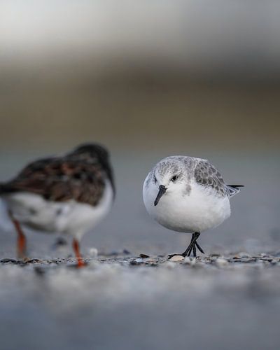 Sanderling