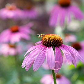 Echinacea puur natuur van simone swart