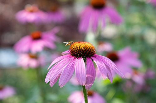 Echinacea pure nature