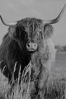 Hooglander