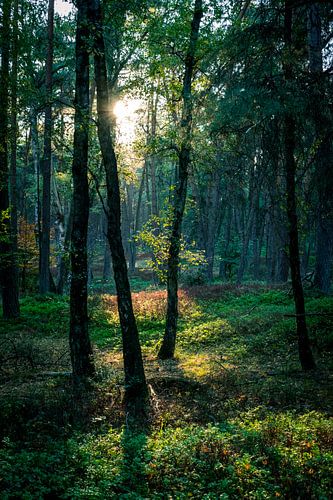 Es war einmal ein Wald von Tomas Lueks