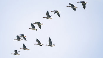 Gänse im Flug in Richtung Süden.