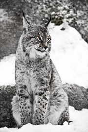 le lynx de la ville est assis verticalement dans la neige et regarde avec indulgence les autres avec sur Michael Semenov