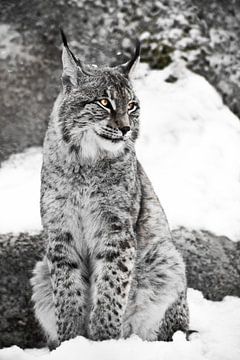 lynx of the city sits vertically in the snow and indulgently casually looks with big clear eyes on o by Michael Semenov