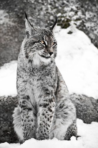 lynx of the city sits vertically in the snow and indulgently casually looks with big clear eyes on o