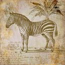 Vintage Zebra van Andrea Haase thumbnail