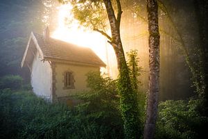 Forêt de rêve