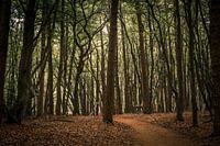 Just a forest