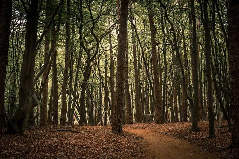 Zomaar een bos. van Adri Vollenhouw