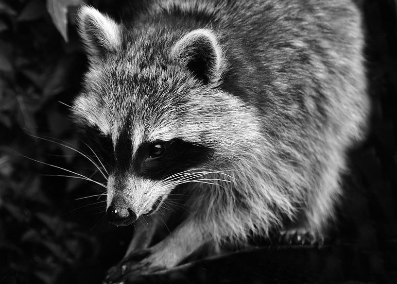 Waschbär von DeVerviersBelgium