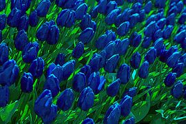 tulips blue