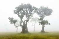 Fanal-Wald